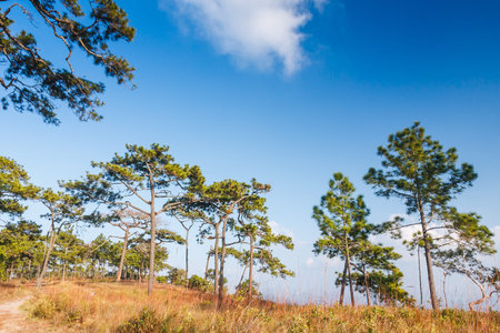 Alpine trees and blue sky forestの写真素材