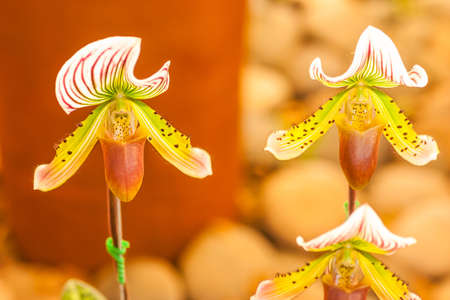 Close up of lady's slipper orchid (Paphiopedilum Callosum).の写真素材