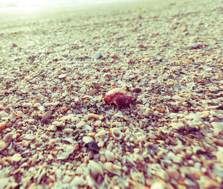 Sea shells on sand. Summer beach retro backgroundの写真素材
