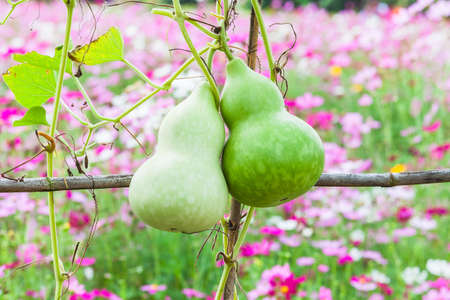 Fresh calabash hanging on the gardenの写真素材