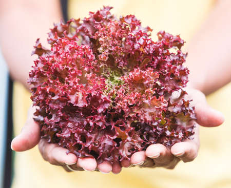 Fresh Purple lettuce organic in hand.の写真素材