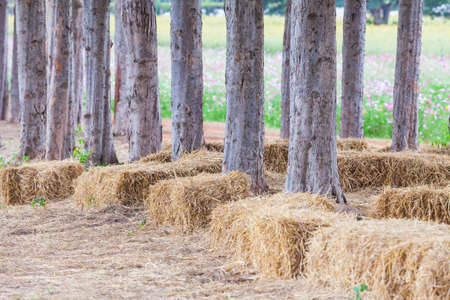 Straw sheaves under the  treeの写真素材