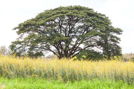 Solitary Oak tree in a field outsideの写真素材