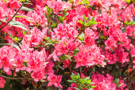 Red Rhododendrons flower  in Yoksom, Sikkim, Indiaの写真素材