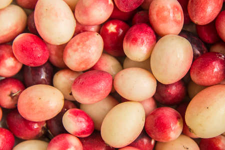 karanda fruit that is herb or healthy fruitの写真素材