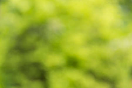 blurred green background (abstract version for wallpaper)の写真素材