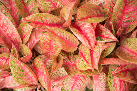 pink and cream color plant textured for backgroundの写真素材