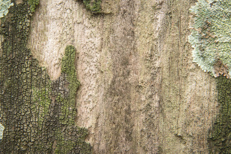 this is wood background with old moss.