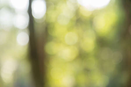 Blurred nature background (tree and forest background)の写真素材