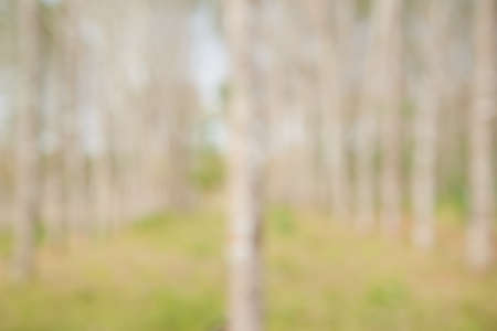 blurred tree background (rubber garden for agriculture )の写真素材
