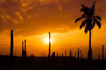 Palm garden with sunset background