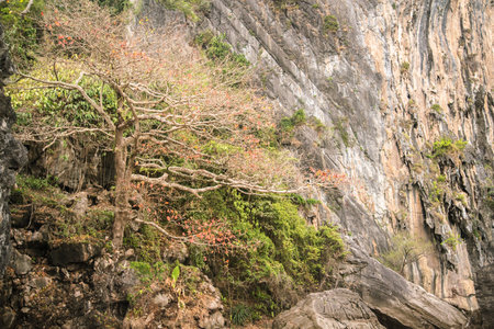 beauty tree on the rock (mountain rock)の写真素材