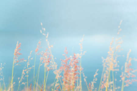 Blurred flowers and blue background (soft and blurred background)の写真素材