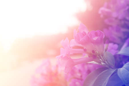 Colorful flower garlic vine as shallow styleの写真素材