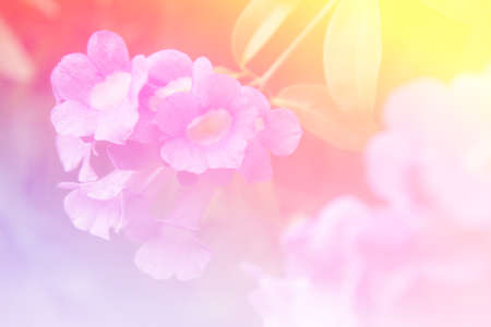 Colorful flower garlic vine as shallow styleの写真素材