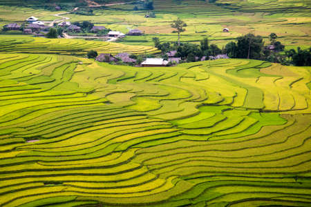 Beautiful rice terrace in northern vietnam (Tule)の写真素材