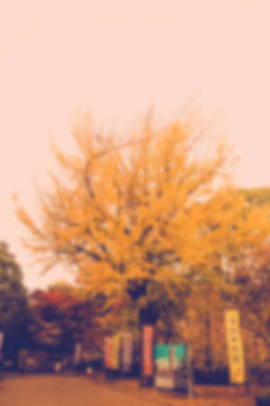 Yellow maple tree in japan (vintage style)の写真素材