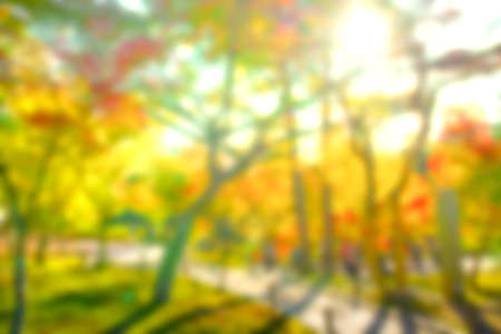 Blurred Colorful maple tree at park Kyoto,Japanの写真素材