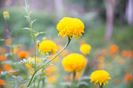 Yellow Marigold in the garden (Blurred background)の写真素材