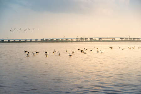 Bird is flying over brdge in colorful sky and sunrayの写真素材