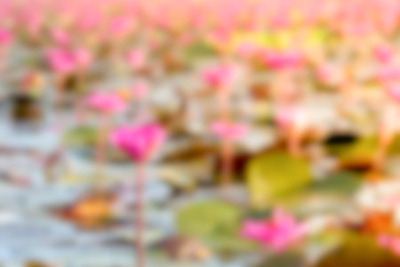 Pink Lotus in lake at thale noi, Phatthalung, Thailand. (Blurred style)