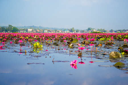 Pink Lotus in lake and sky reflection in thailandの写真素材