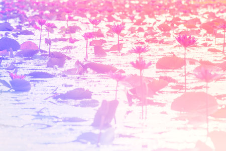 Blurred Pink Lotus in lake at thale noi, Phatthalung, Thailand.(defocused style)
