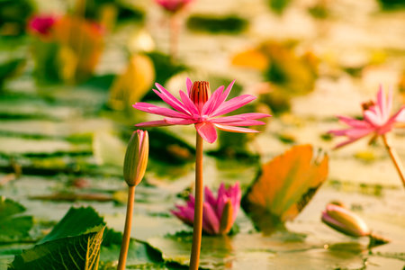 Vintage color Pink Lotus in lake at thale noi, Phatthalung, Thailand.の写真素材