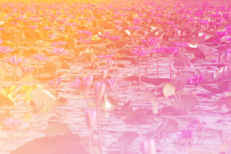 Colorful Pink Lotus in lake at thale noi, Phatthalung, Thailand.