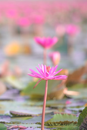 Pink Lotus in lake at thale noi, Phatthalung, Thailand.