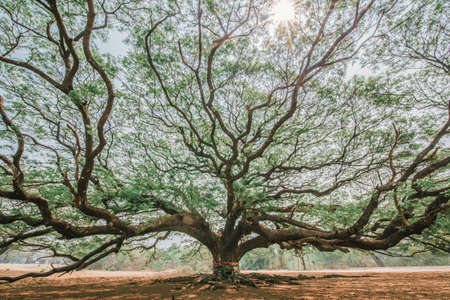 Giant rain tree in karnchanaburi,Thailandの写真素材
