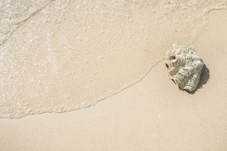wave is flow to the shell on white beach