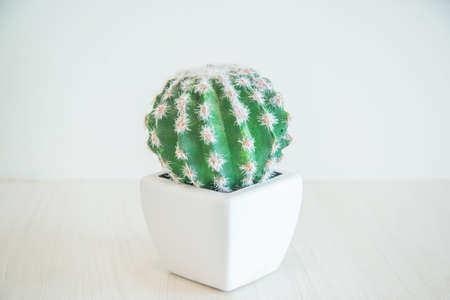 clean cactus tree on white pot on white wooden tableの写真素材