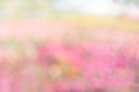 blurred pink flower in garden as abtract bokeh background