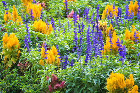 colorful rows of flowers in green gardenの写真素材