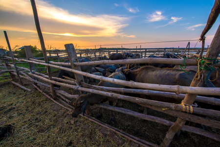 Thailand buffalo in corral at sunset.の写真素材