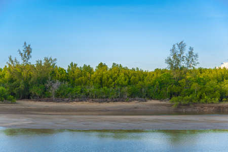 simple mangrove forest with clean sky for backgroundの写真素材