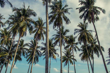 coconut tree pattern and blue sky in retro style.の写真素材
