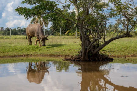 Buffalo is eating grass at farm on reflection.の写真素材