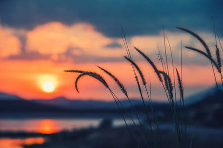 beautiful grass  in a sunset in retro style.の写真素材