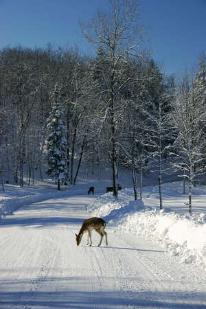Fallow deers on a Snowy Country Roadの写真素材