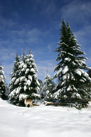 A Fallow Deer in the Snow
