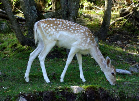 Fallow Deer Feeding on Grassの写真素材