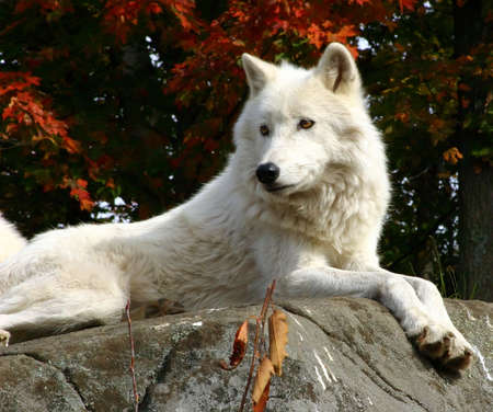 Arctic Wolf Laying on a Rockの写真素材