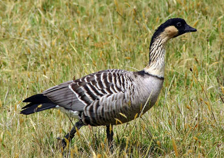 The Nene, The Hawaii's State Birdの写真素材