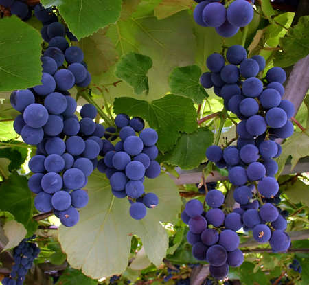 Blue Grapes Hanging from a Vineの写真素材