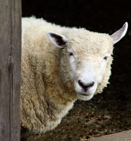 Sheepの写真素材