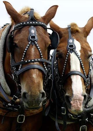 This is a close-up of two horses' heads side by side.の写真素材