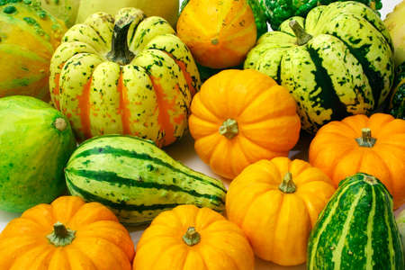 Squash Arrangementの写真素材