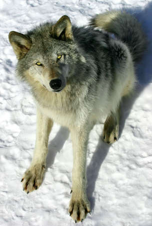Gray Wolf in the Snowの写真素材